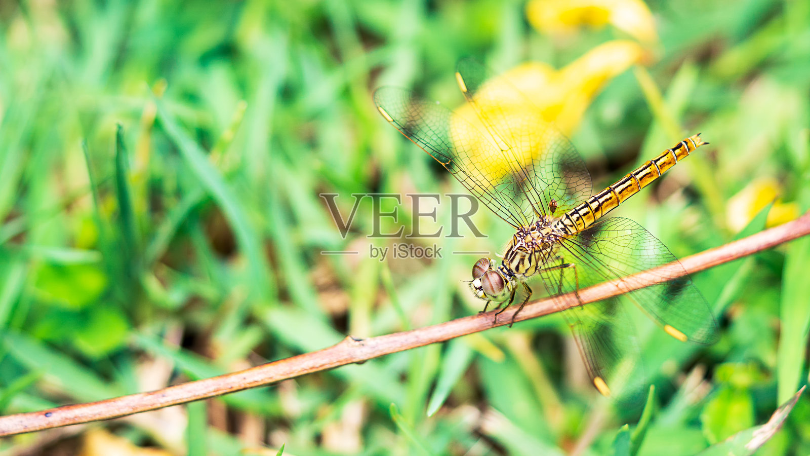 蜻蜓挂在树枝上的特写照片照片摄影图片