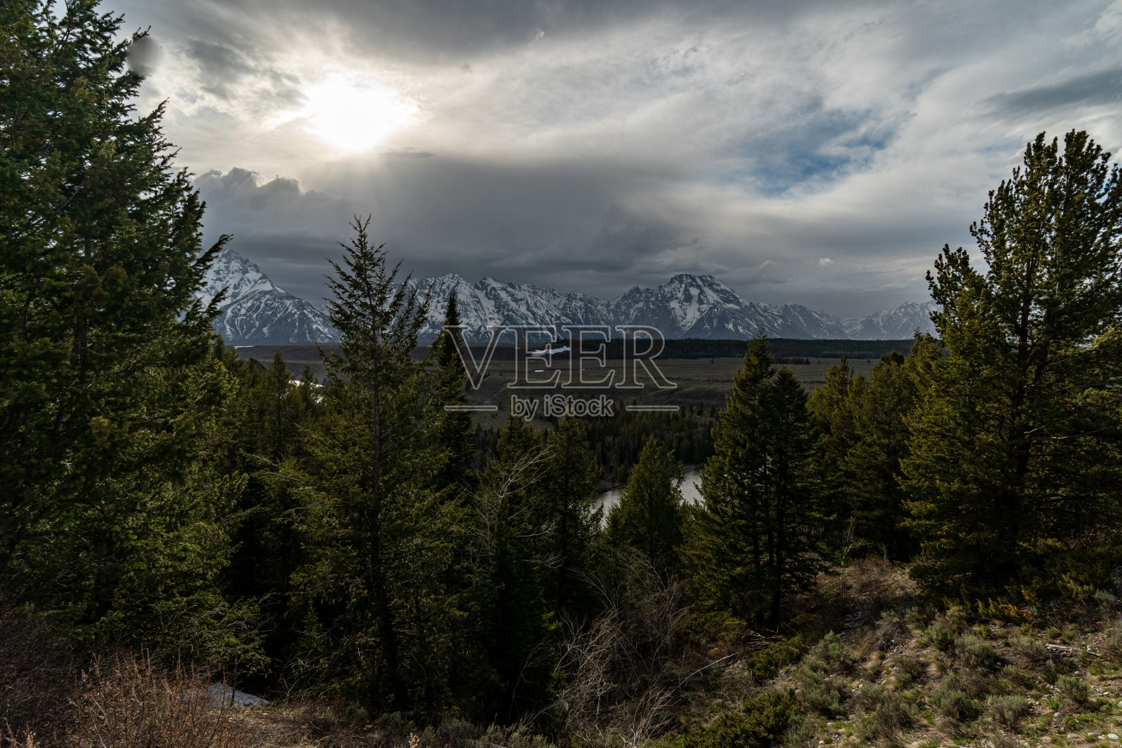 大提顿山脉-驼鹿，怀俄明州，美国照片摄影图片