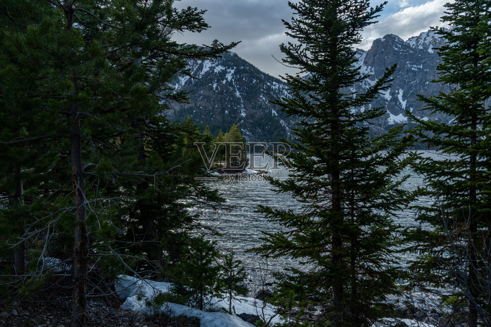 大提顿山脉-驼鹿，怀俄明州，美国照片摄影图片