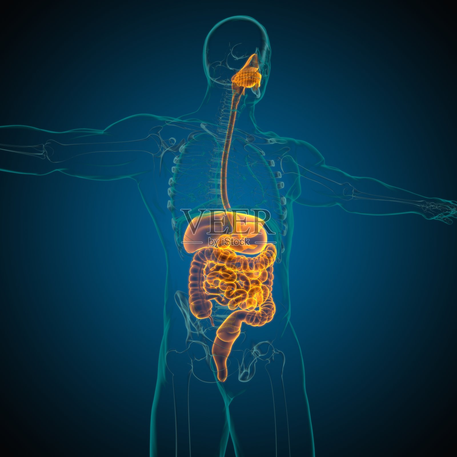 人体消化系统解剖医学概念3D照片摄影图片