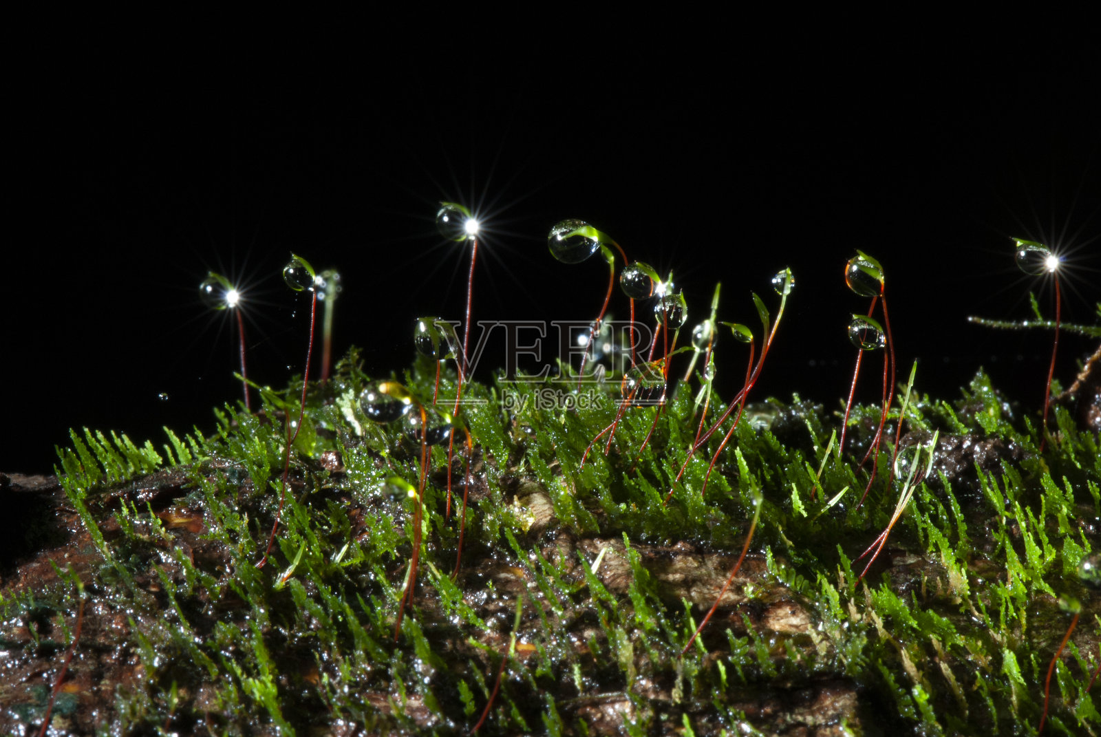 苔藓是一种可以拯救环境的简单植物。照片摄影图片