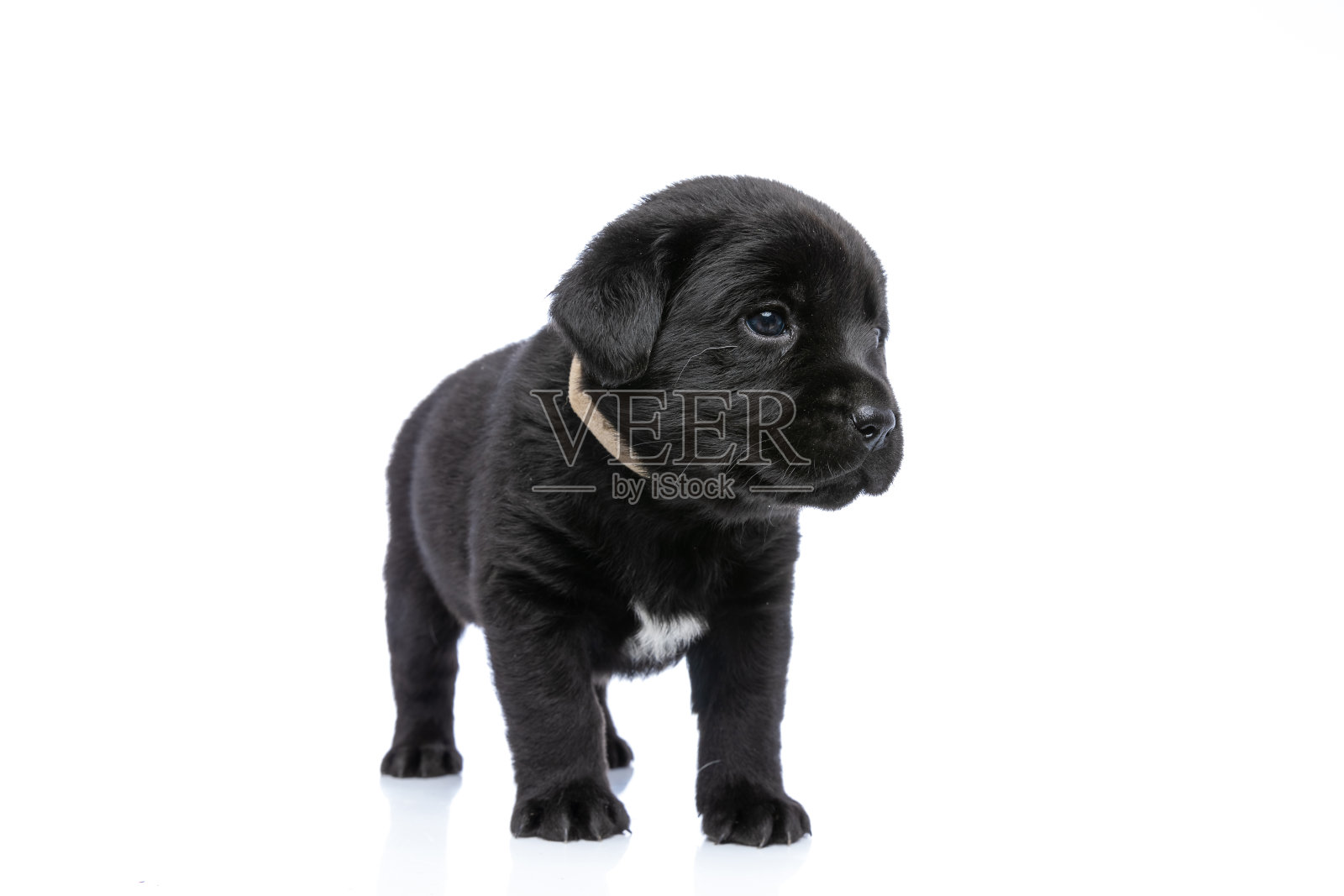 可爱的小拉布拉多猎犬，项圈朝一边看照片摄影图片