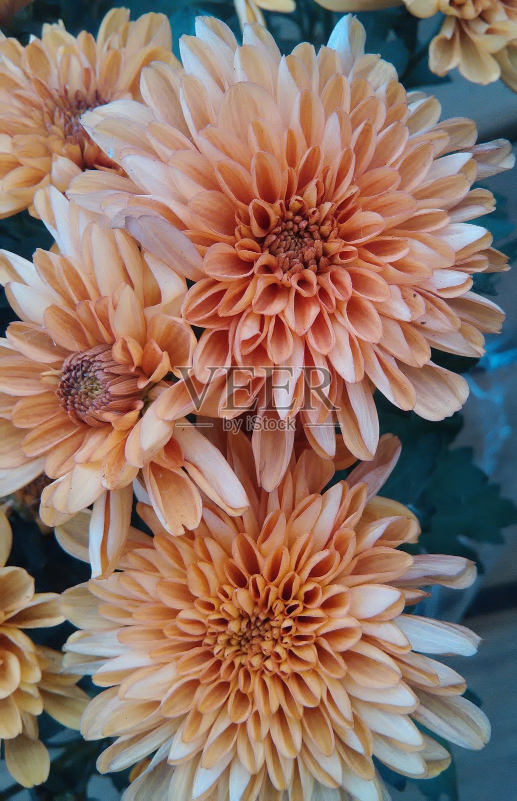 橙色的花束照片摄影图片