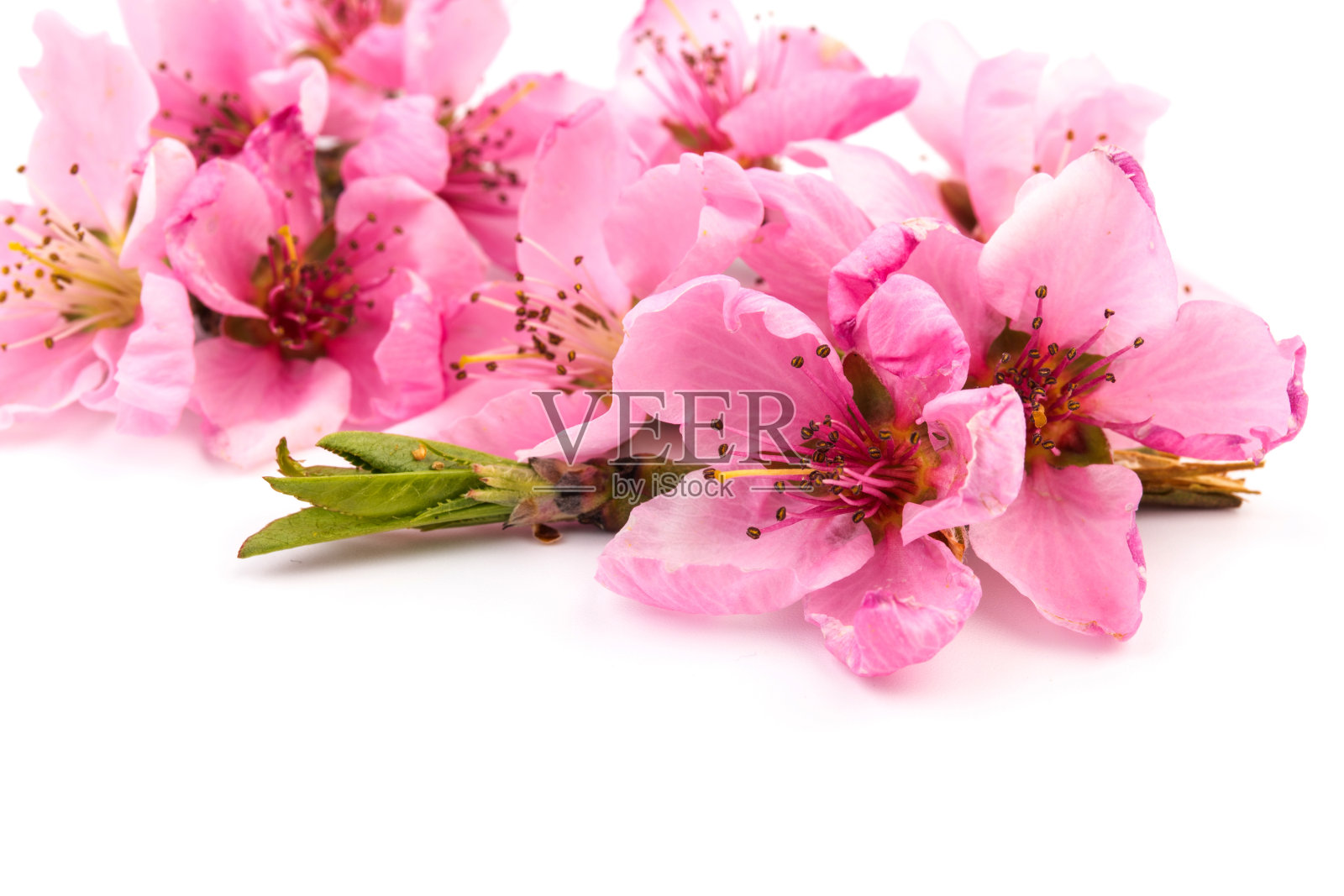 桃花，孤立在白色的背景上。照片摄影图片