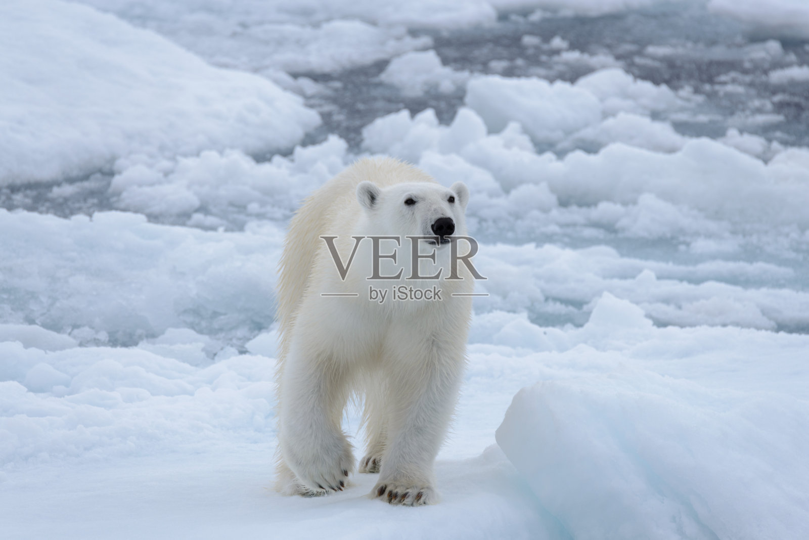 近距离观察在北冰洋浮冰上的野生北极熊照片摄影图片