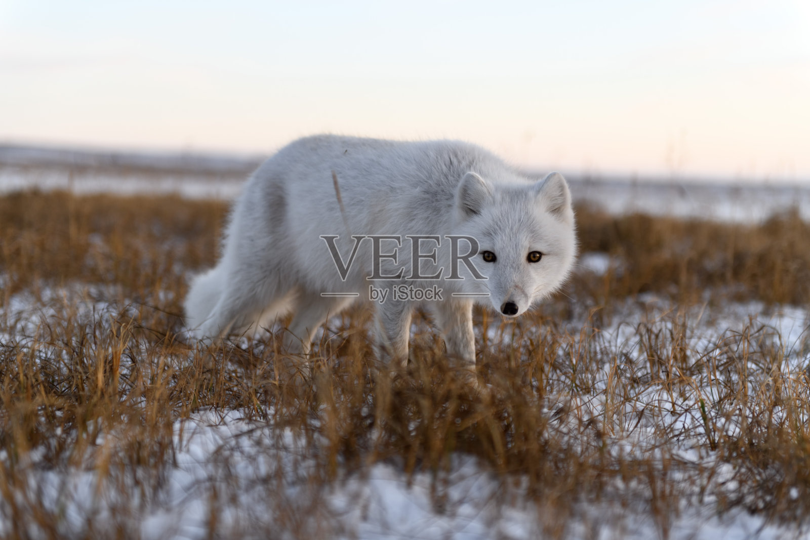 冬季西伯利亚冻土带的北极狐照片摄影图片