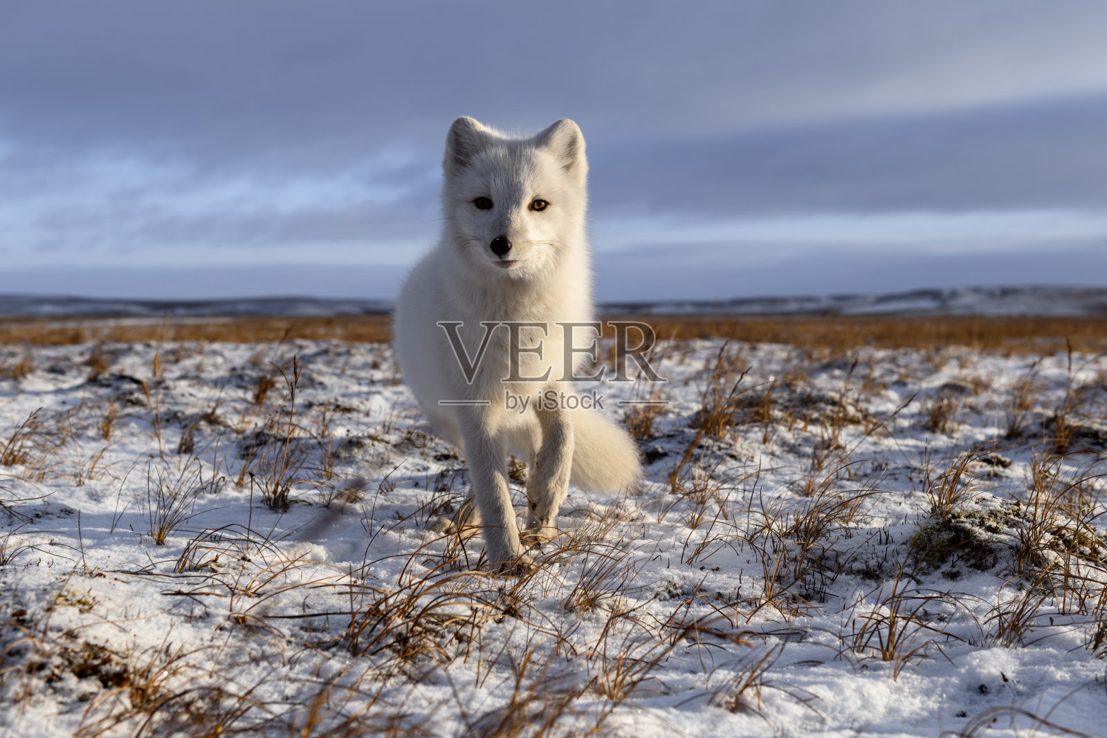 冬季西伯利亚冻土带的北极狐照片摄影图片