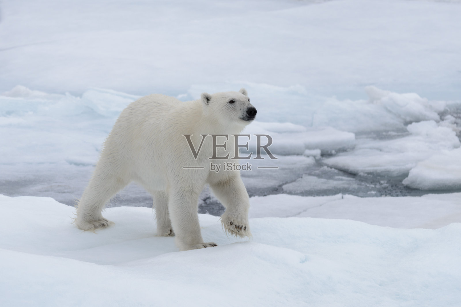 在北冰洋浮冰上的野生北极熊照片摄影图片