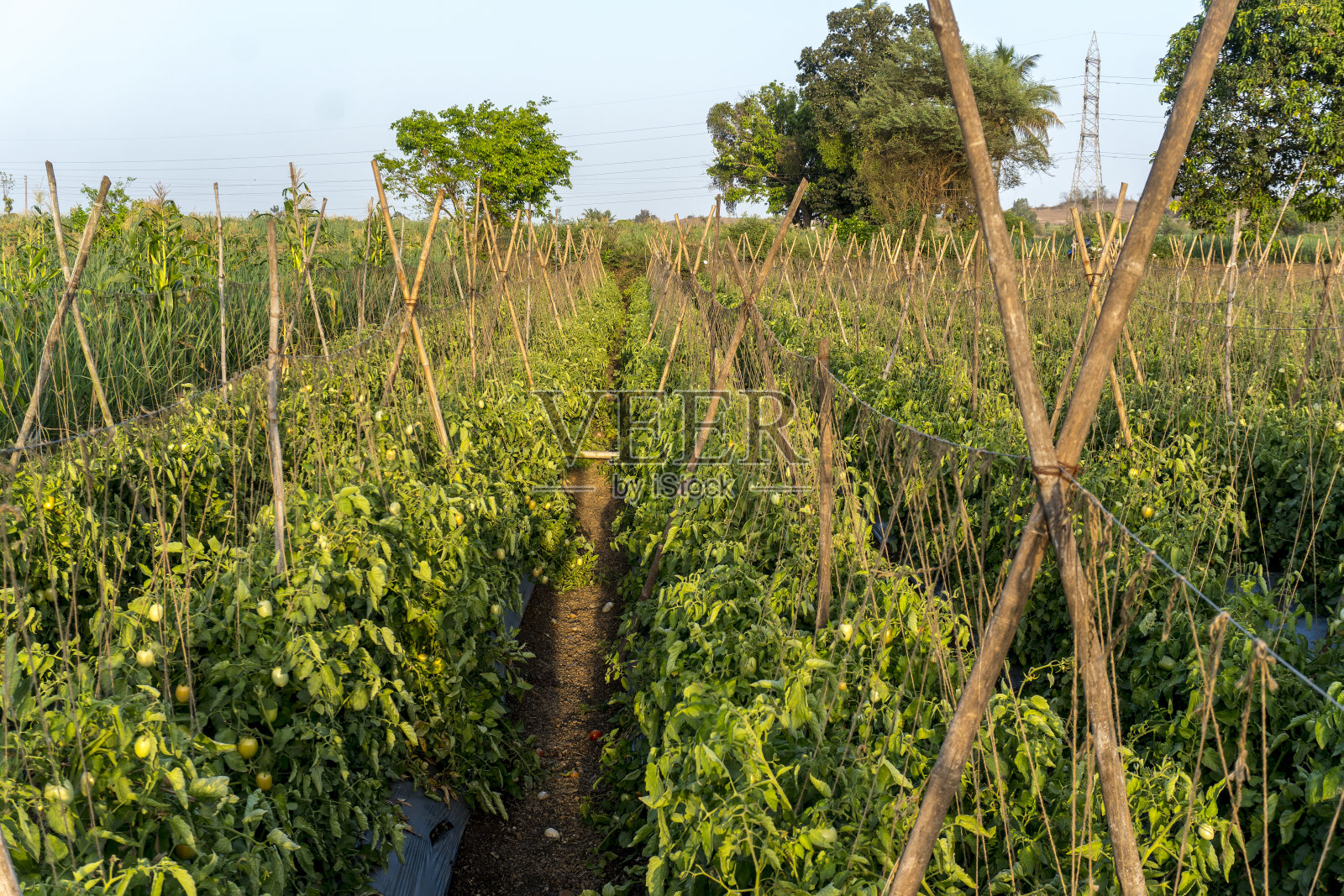 农场里美丽的新鲜的绿色番茄照片摄影图片