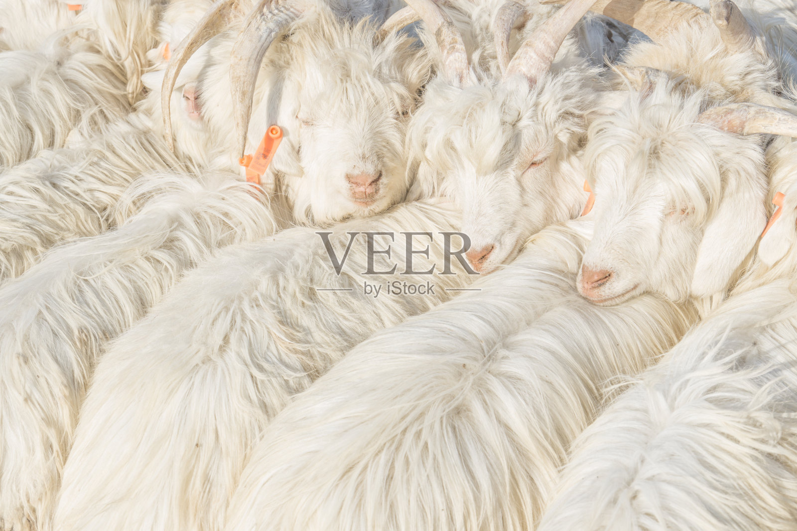 中国新疆喀什畜牧市场的一群羊照片摄影图片