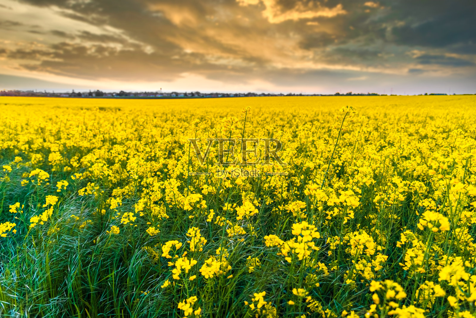 日落时的油菜地照片摄影图片