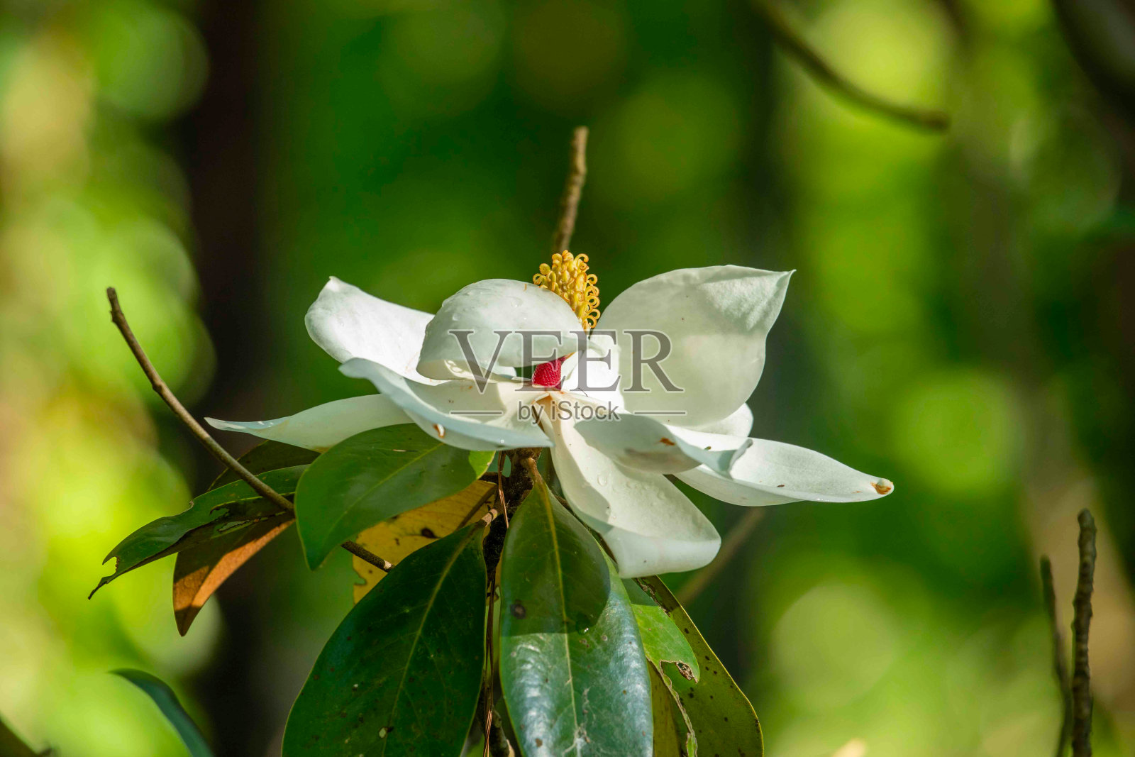 晨光中的木兰花照片摄影图片