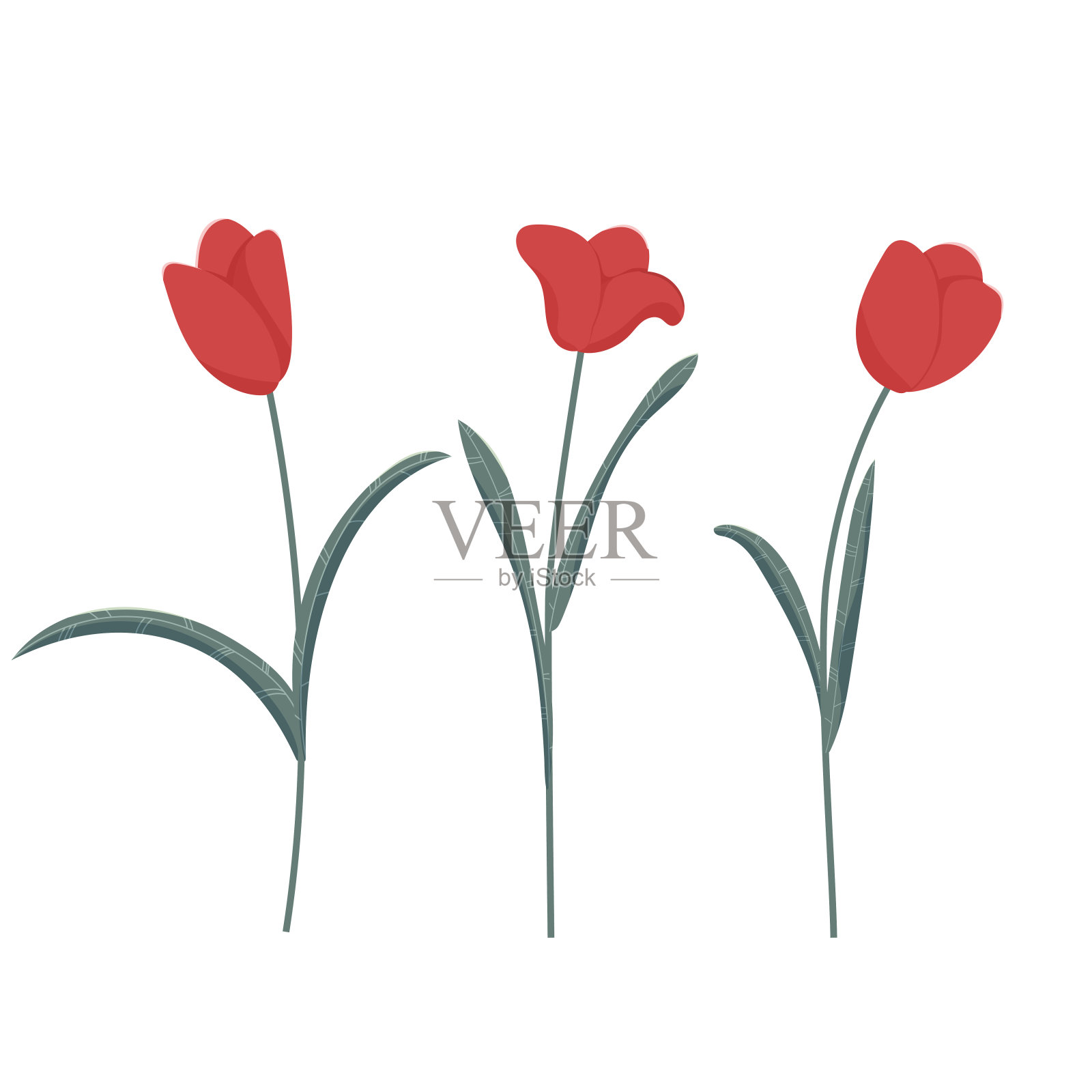 植物集简单明亮的郁金香，茎和叶为一个不同的类型的设计。矢量图插画图片素材