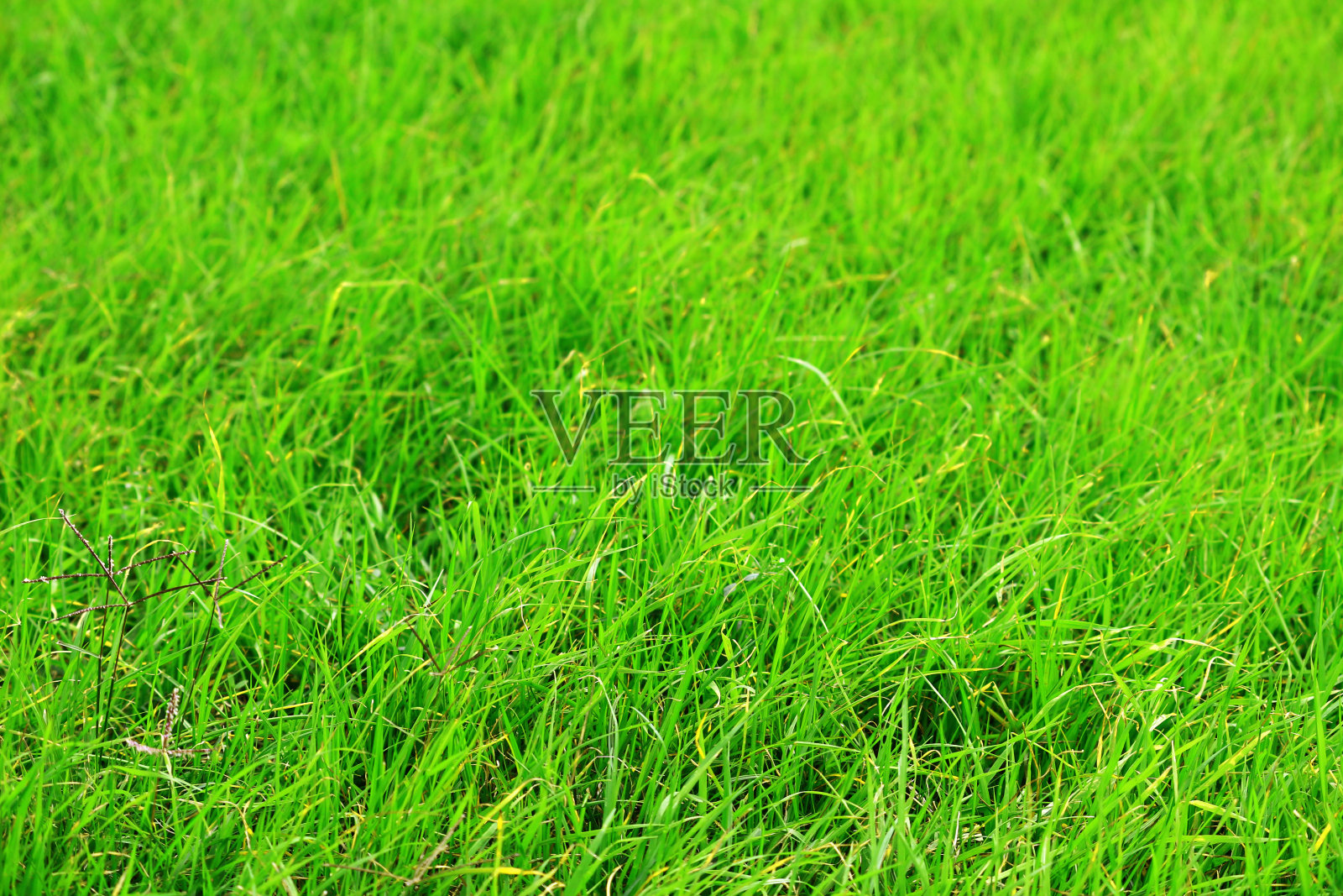 近景照片上的绿色草坪作为背景材料照片摄影图片