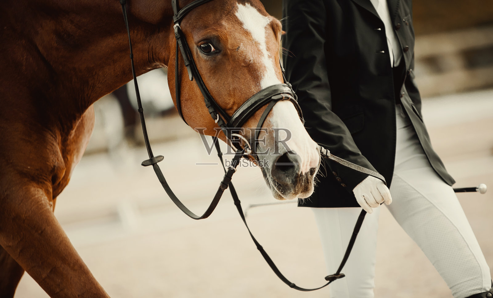 一个红色的运动马的肖像与白色斑纹在口吻后的比赛。竞技场中笼头上的马的口套。马的口部靠近。肖像马在笼头。照片摄影图片