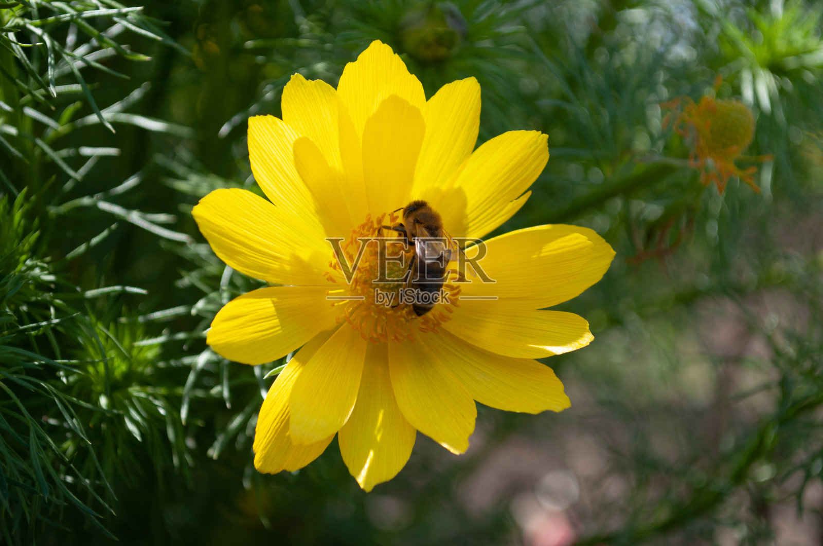 勤劳的蜜蜂从花中采蜜照片摄影图片