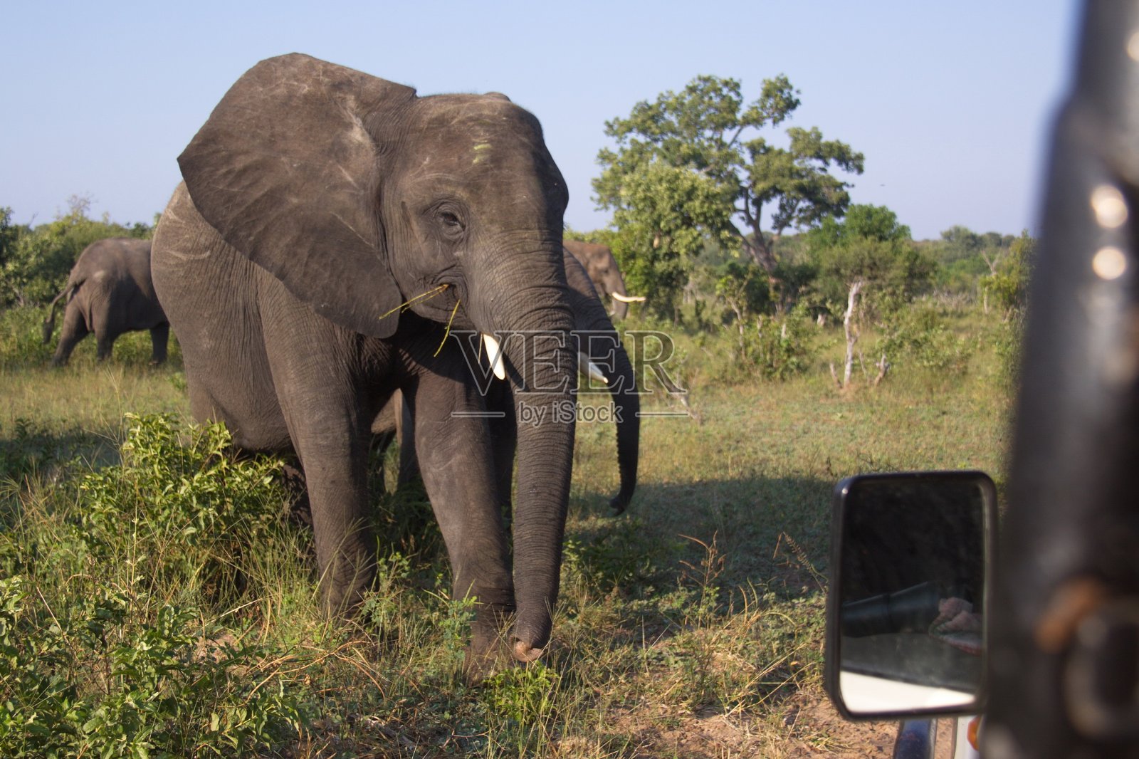 南非丘比国家公园的大象照片摄影图片