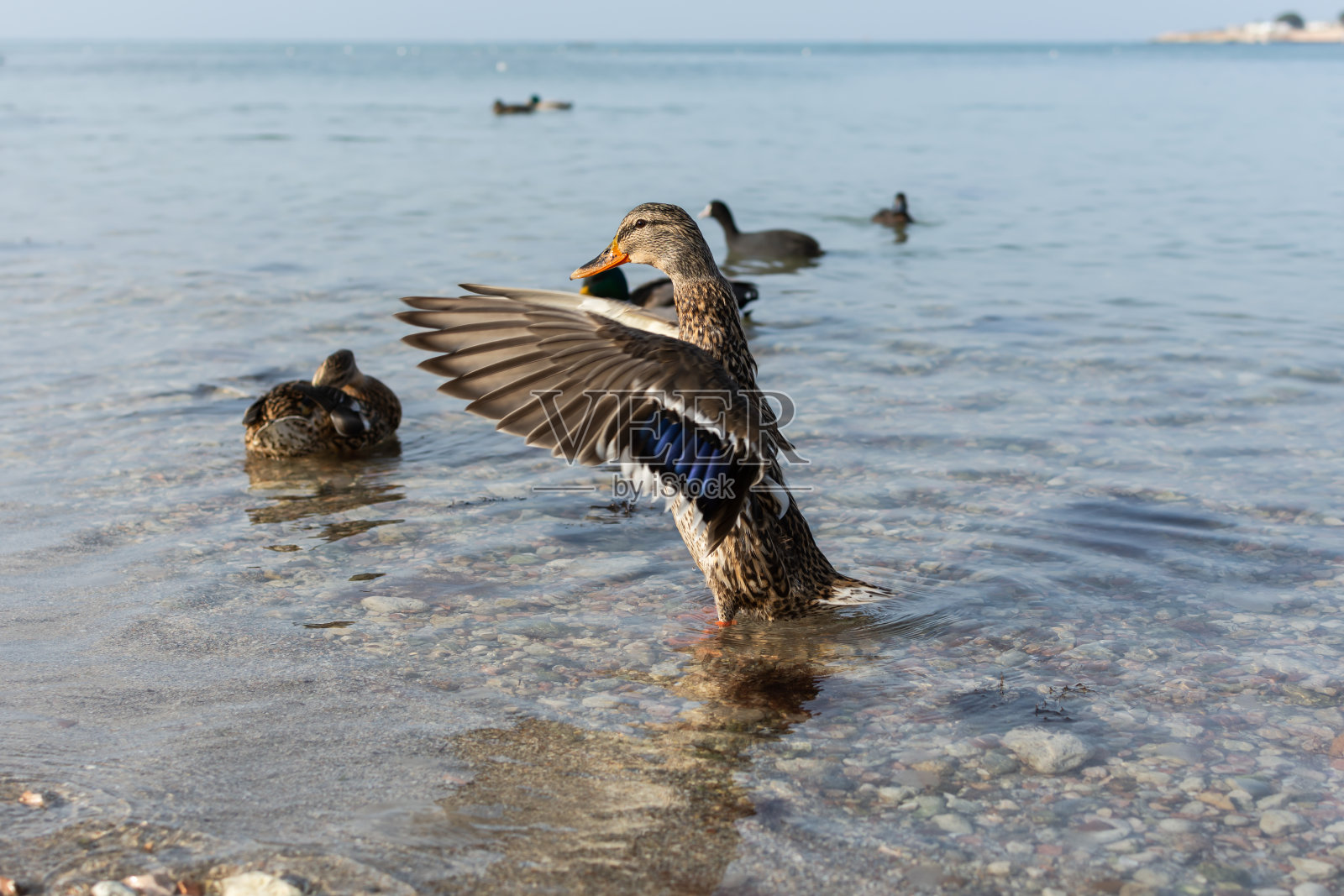 野鸭近距离游泳在水照片摄影图片
