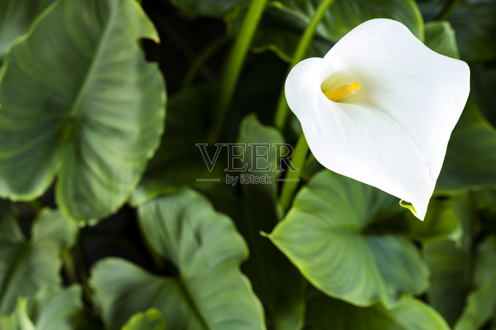 (选择性，软焦点)一个美丽的海芋花与绿色的叶子在背景的特写视图。马蹄莲是天南星科的一种开花植物。照片摄影图片