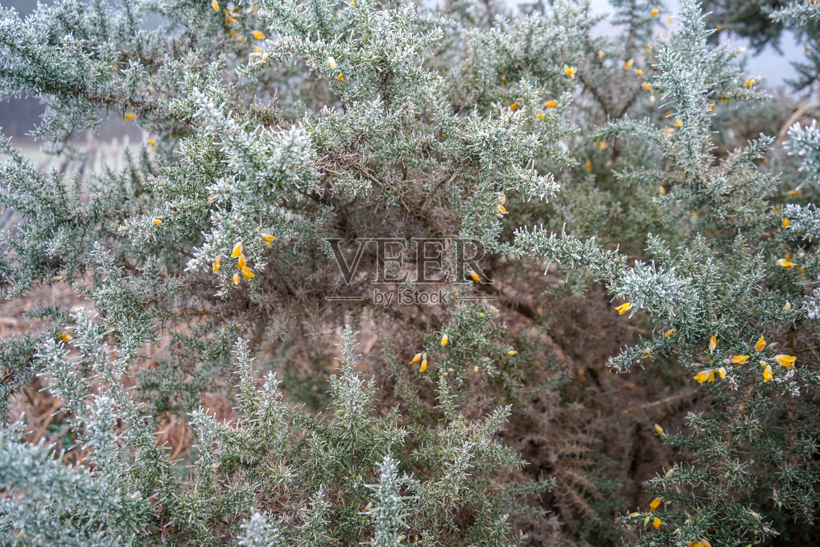 冰冻的金雀花在冬天的特写照片摄影图片