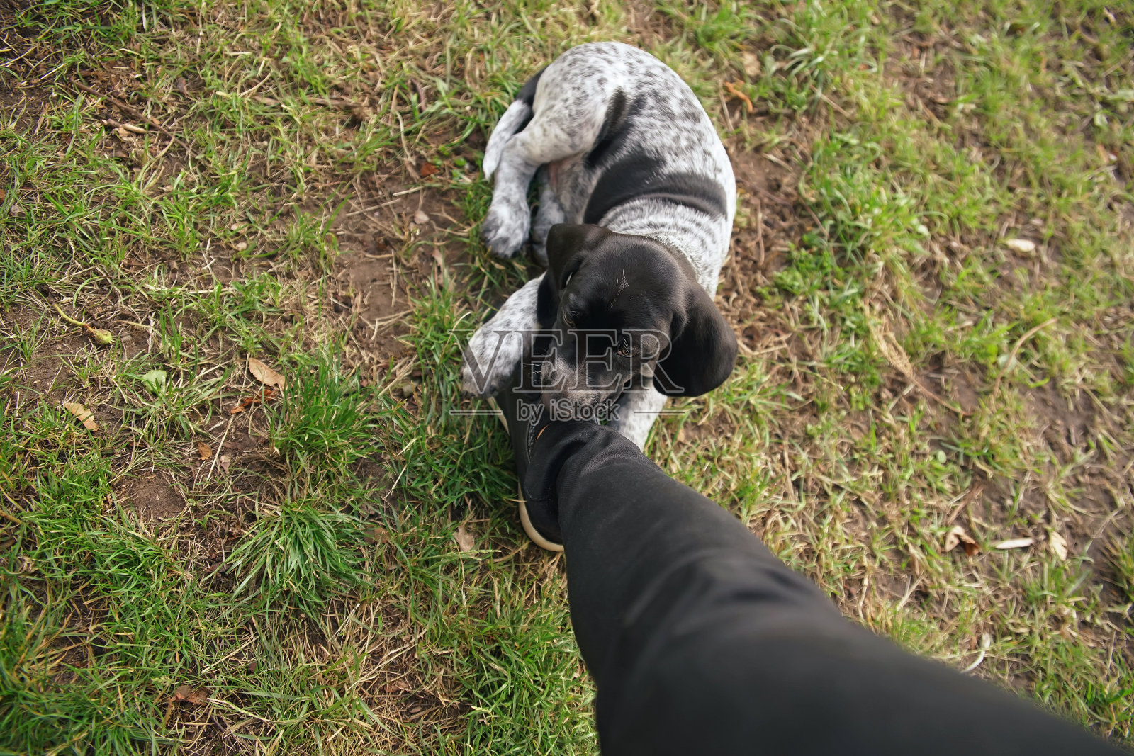 有趣的黑白相间的8周大的灰狗狗躺在绿色的草地上玩主人的鞋带。俯视图照片摄影图片