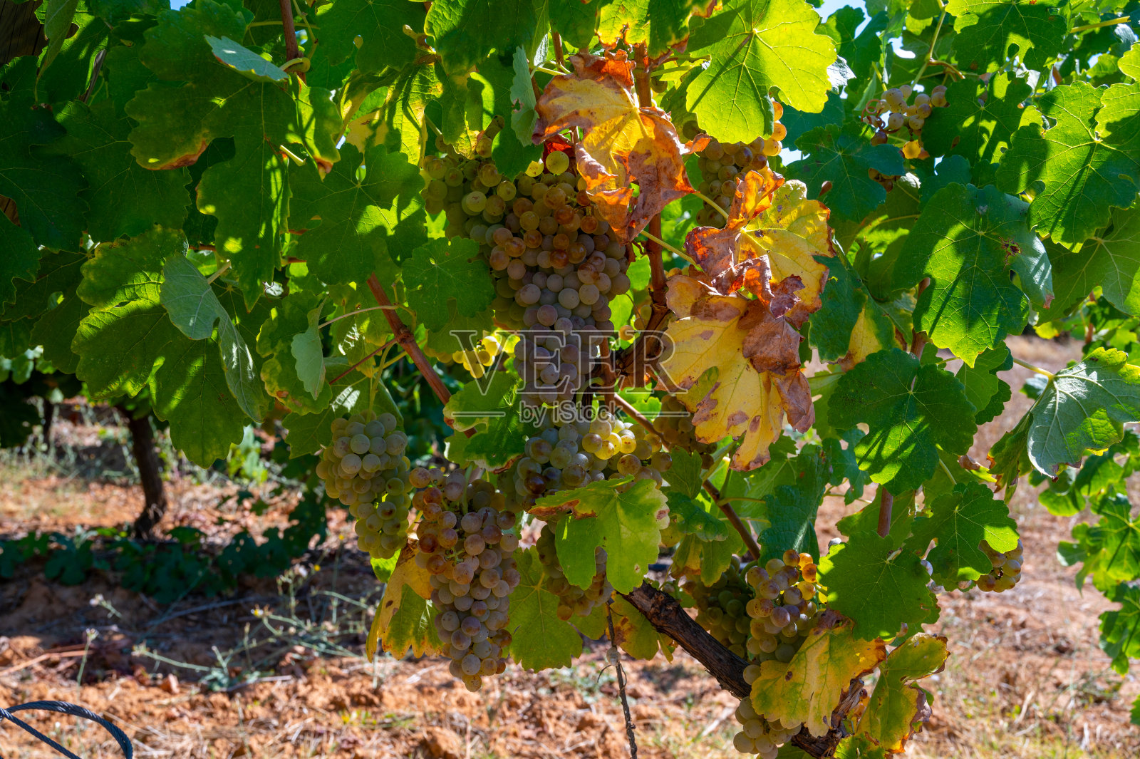 AOC Luberon mountains的葡萄园靠近Apt与老葡萄树干生长在红色粘土土壤，白葡萄酒葡萄照片摄影图片