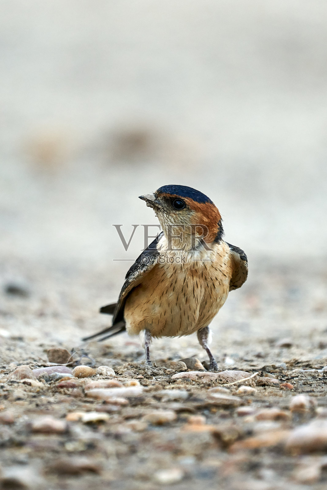 达斡尔燕子收集泥土筑巢照片摄影图片