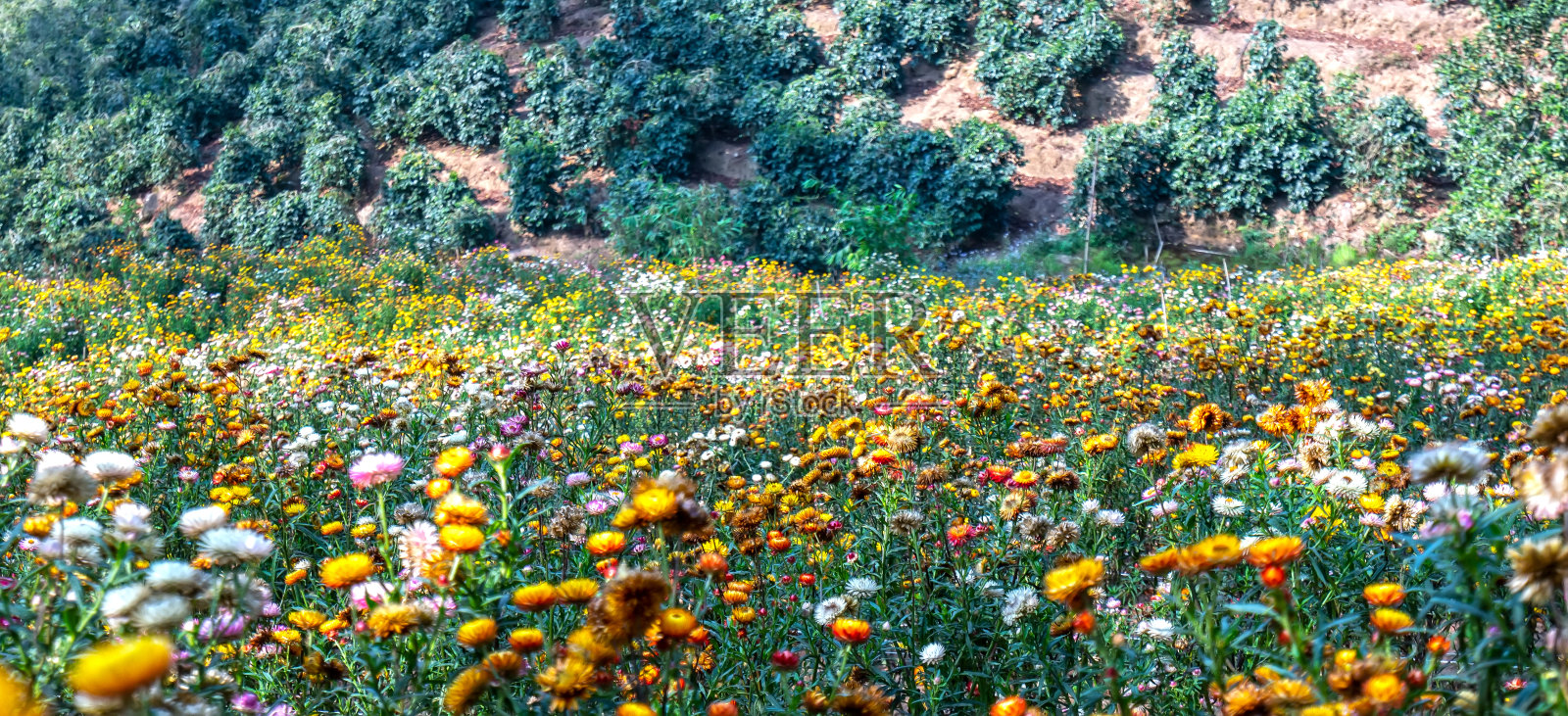 旱金花在山坡上鲜艳地盛开照片摄影图片