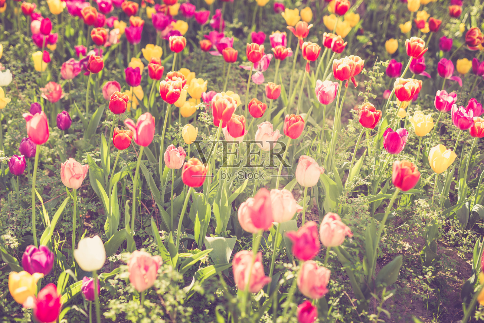 草地上的郁金香照片摄影图片