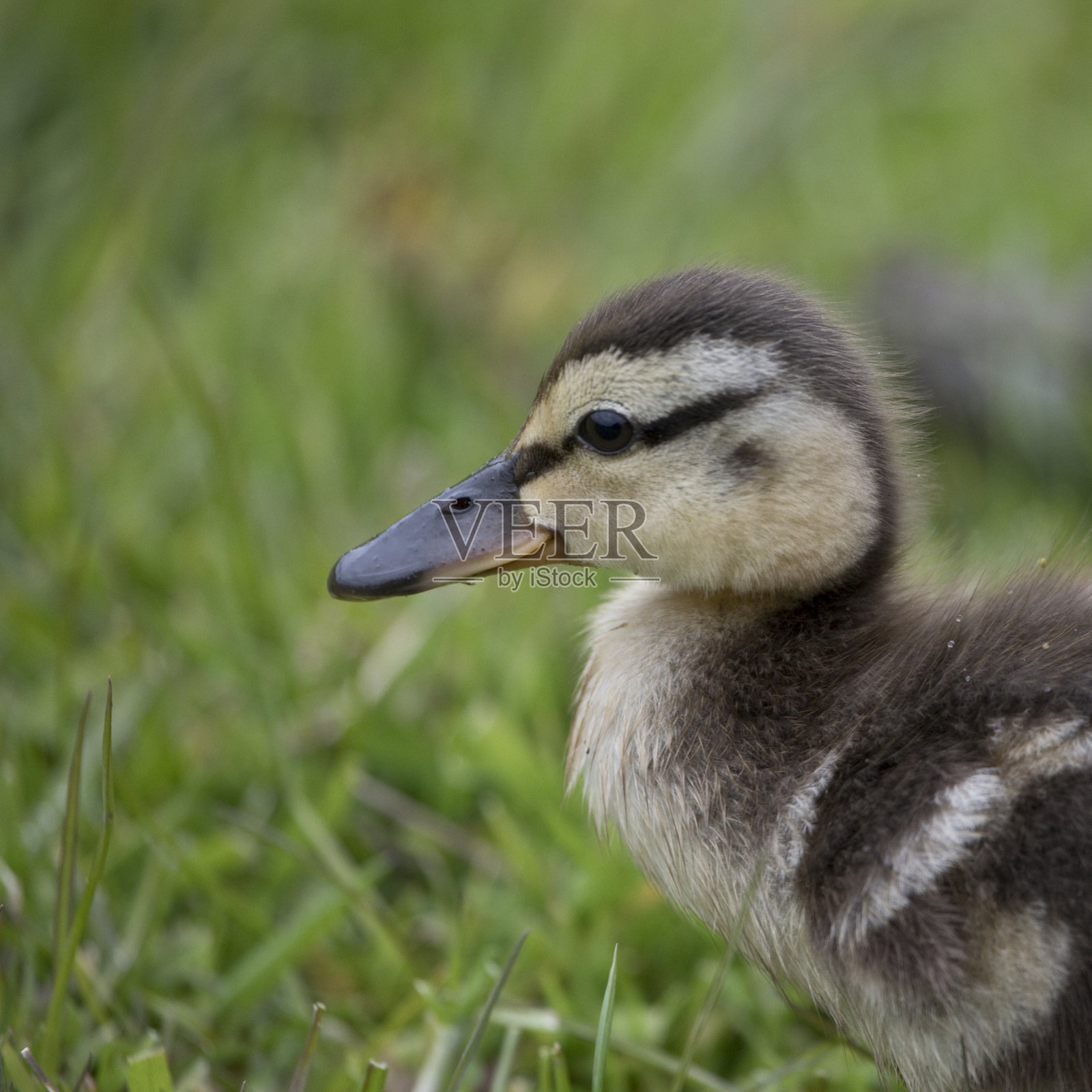 英国北约克郡春天的野鸭照片摄影图片