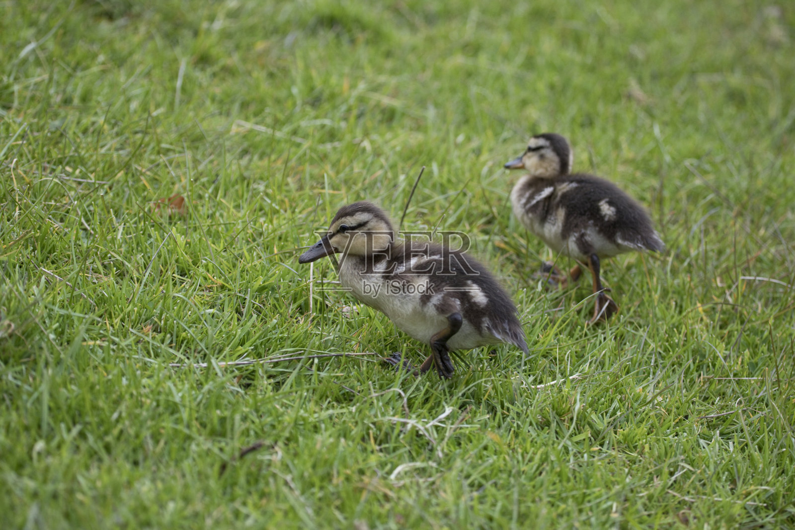 英国北约克郡，两只正在寻找食物的绿头鸭照片摄影图片