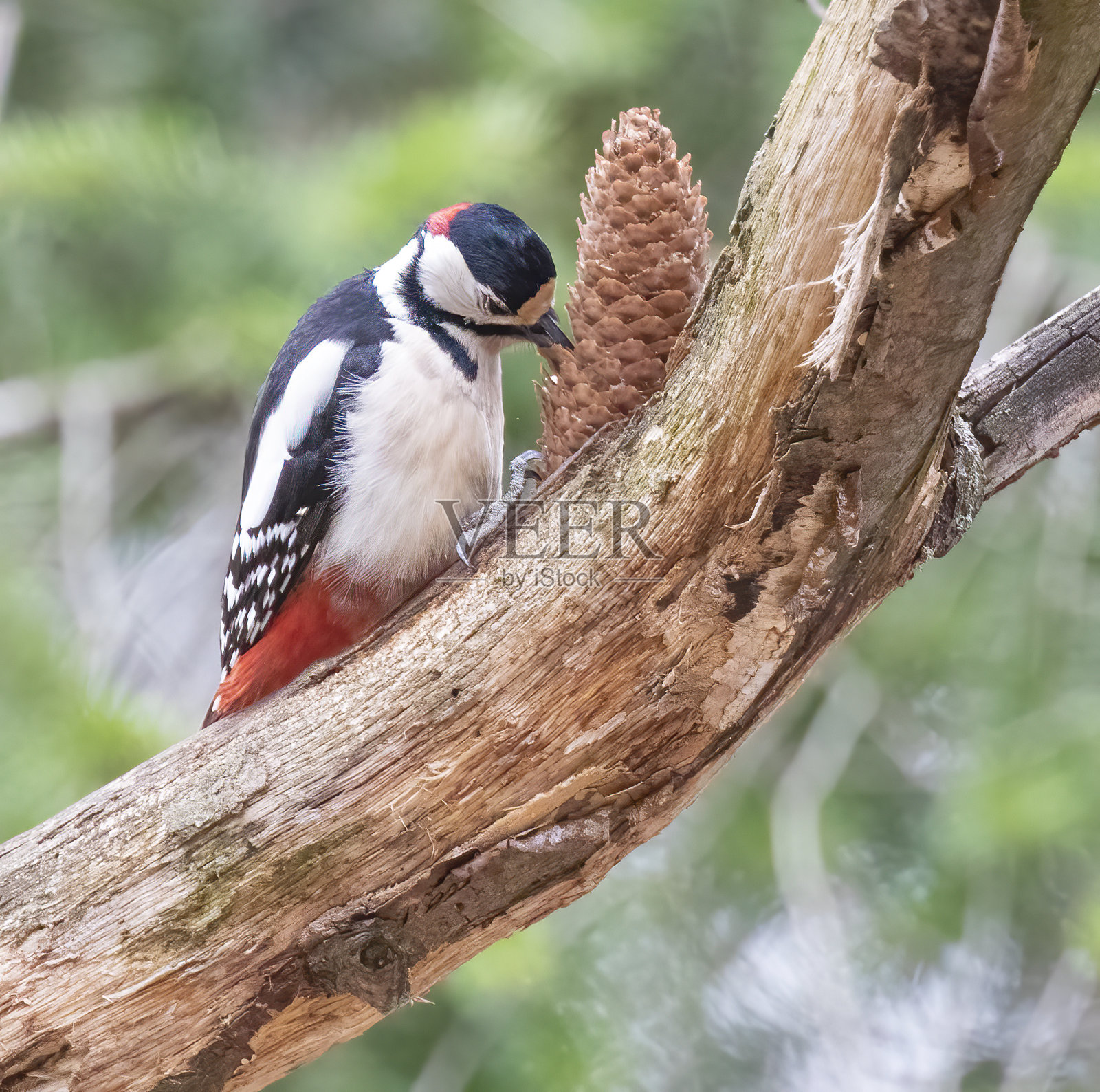 有松果的斑点啄木鸟照片摄影图片