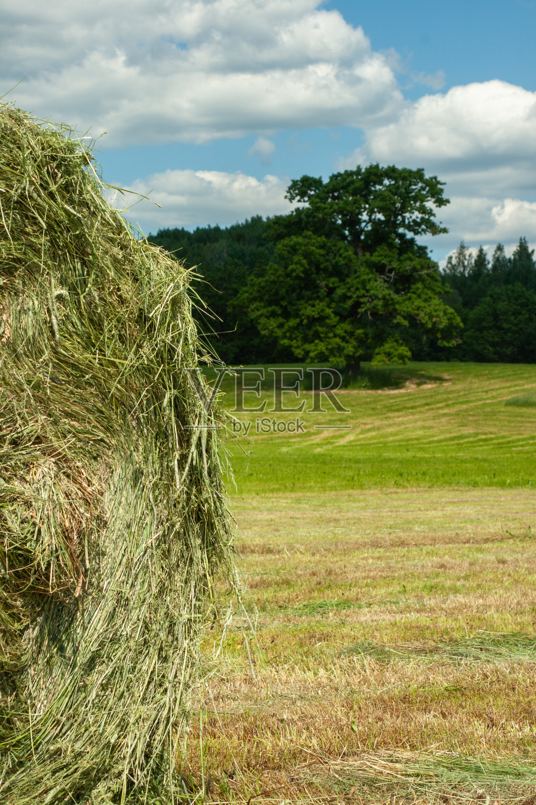 一个夏日的乡村风景背景上的草堆照片摄影图片