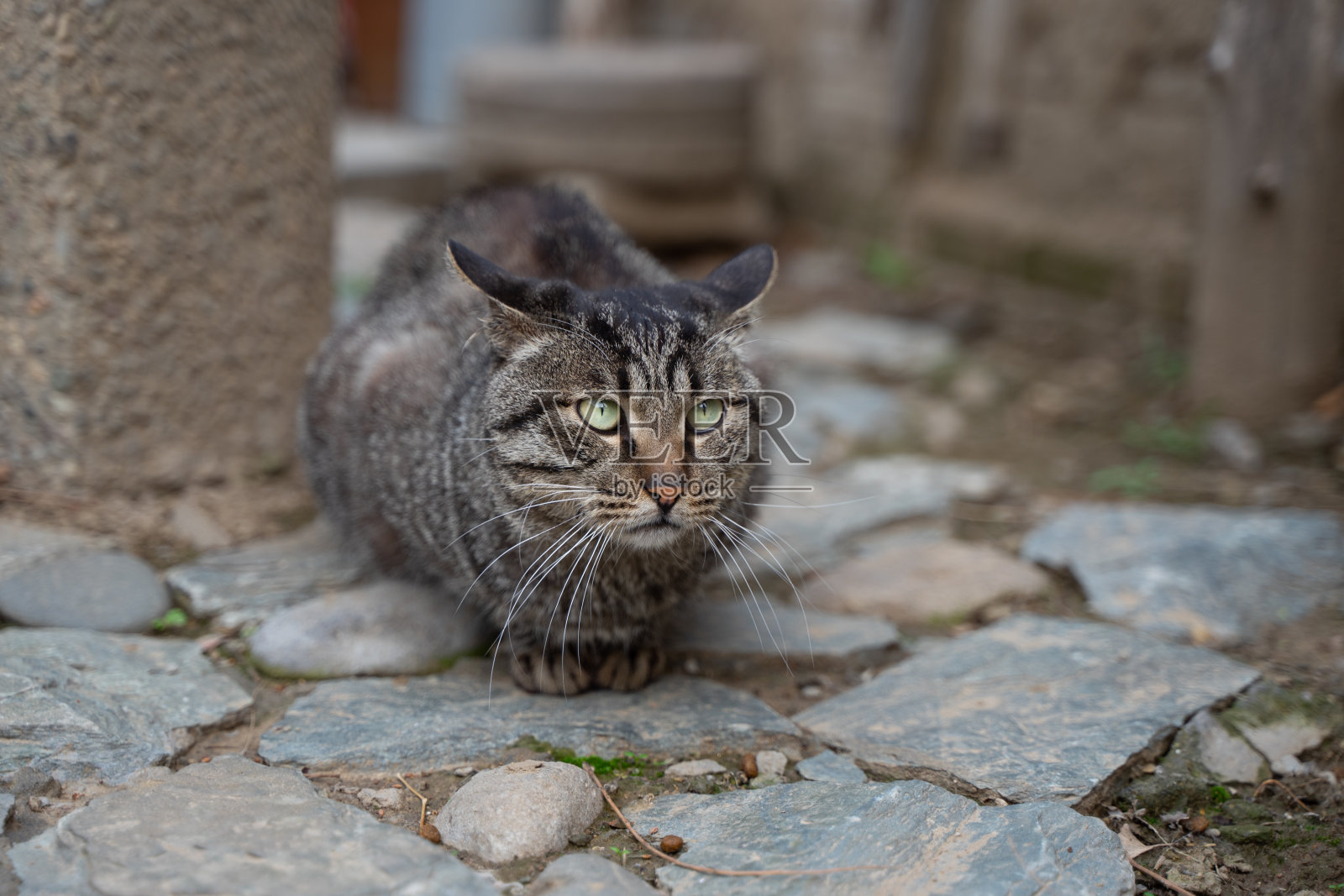 虎斑猫在院子里休息照片摄影图片