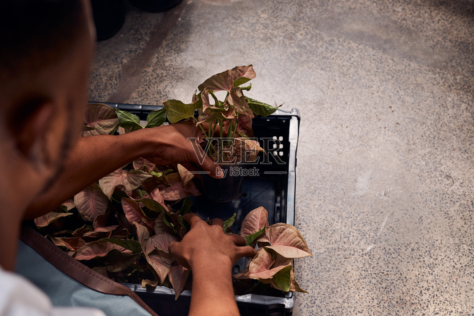 一个面目全非的男人在花园中心摆弄植物照片摄影图片