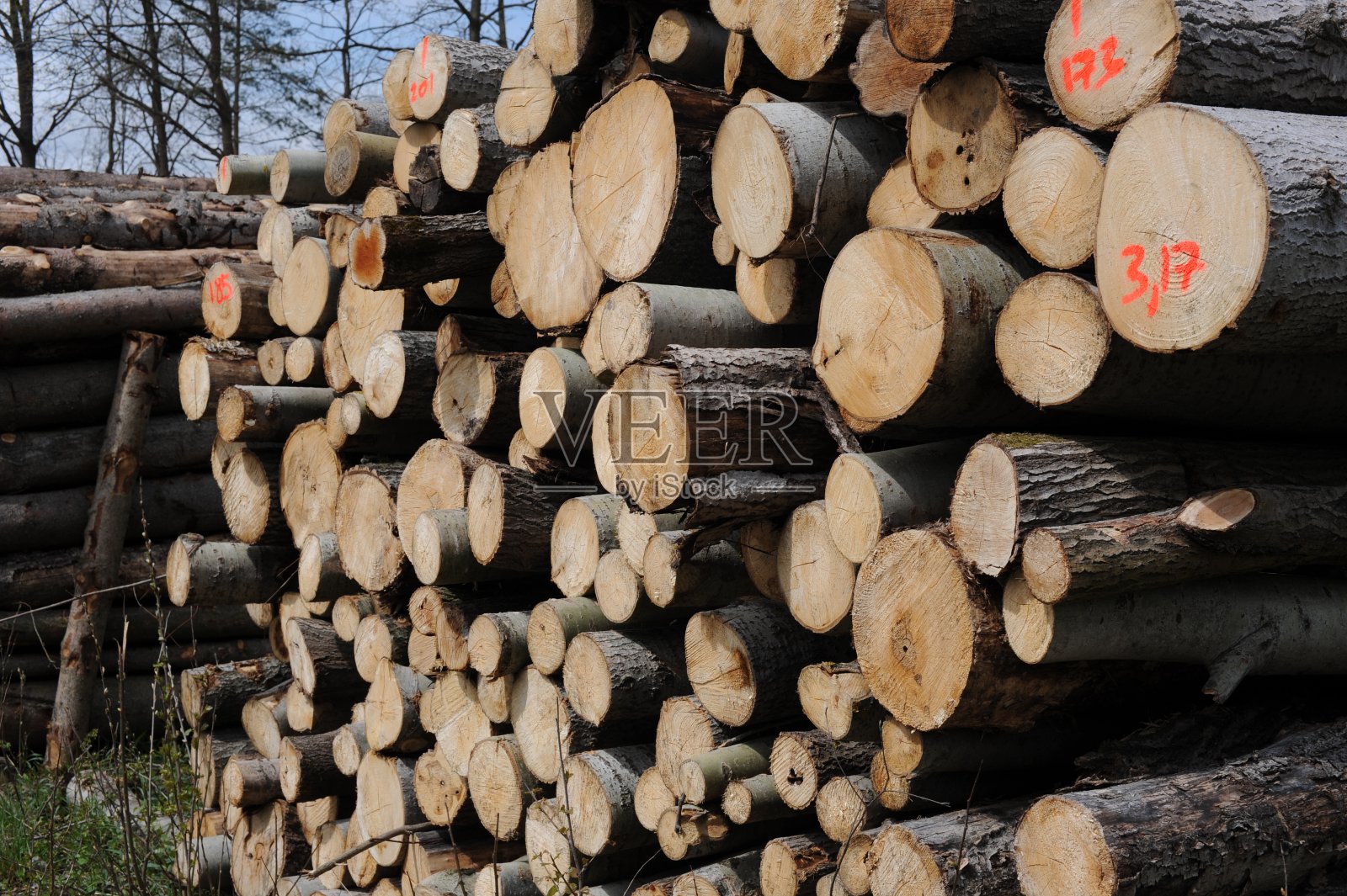 将老树的圆木在木材中切割和锯成一堆，然后堆放在一起运往欧洲照片摄影图片