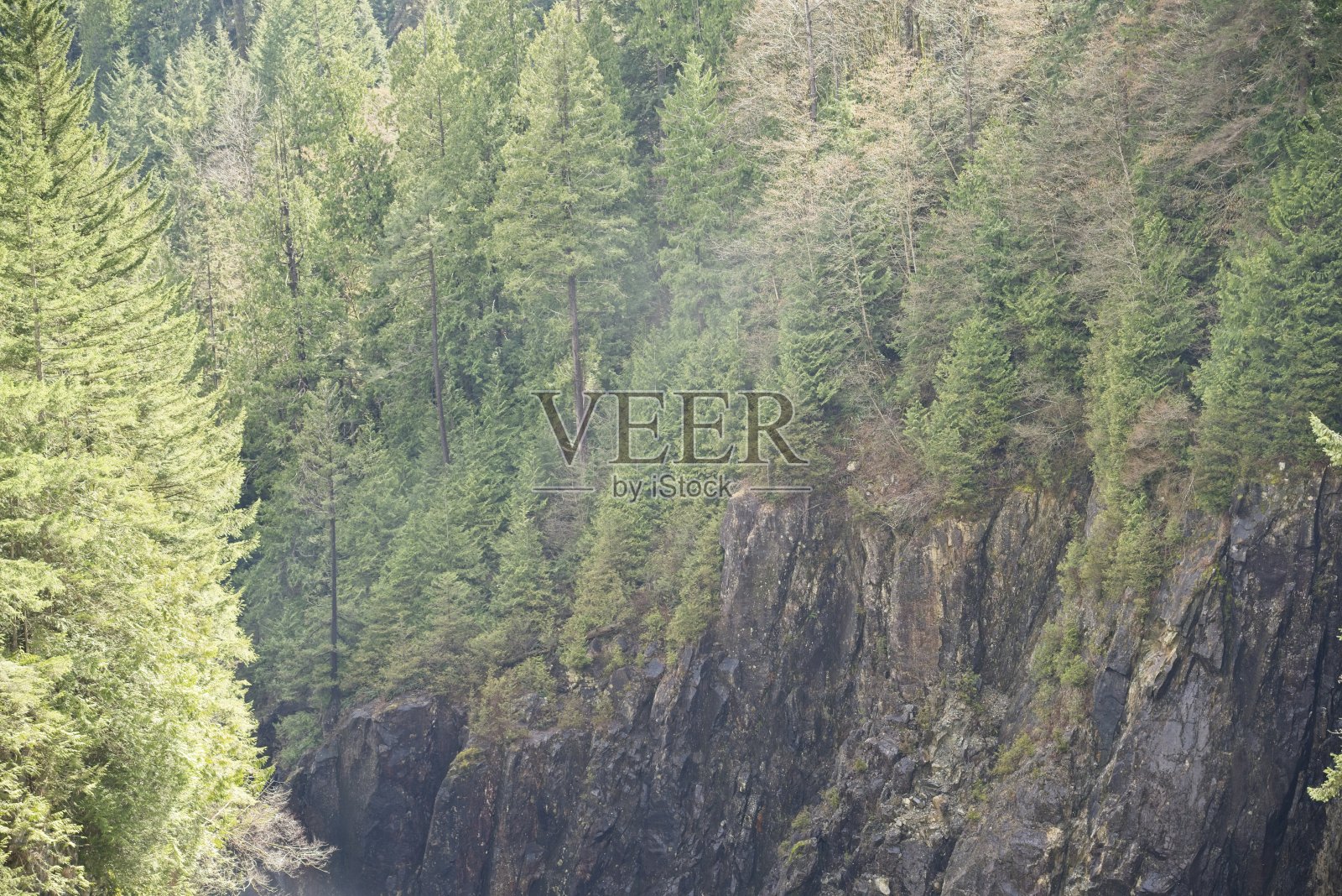 陡峭的山上爬满了高大的树木照片摄影图片