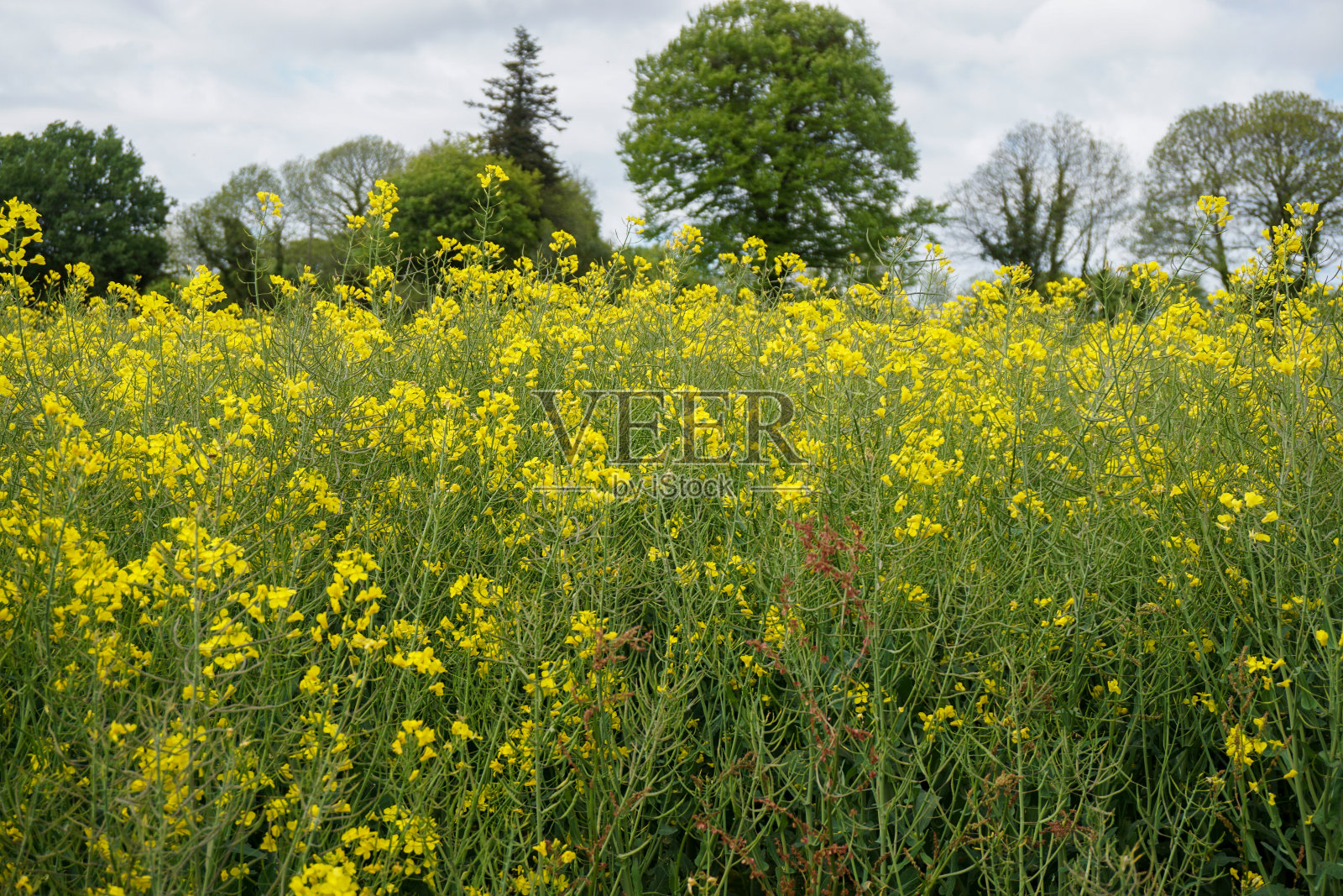 波尔费坦步行照片摄影图片