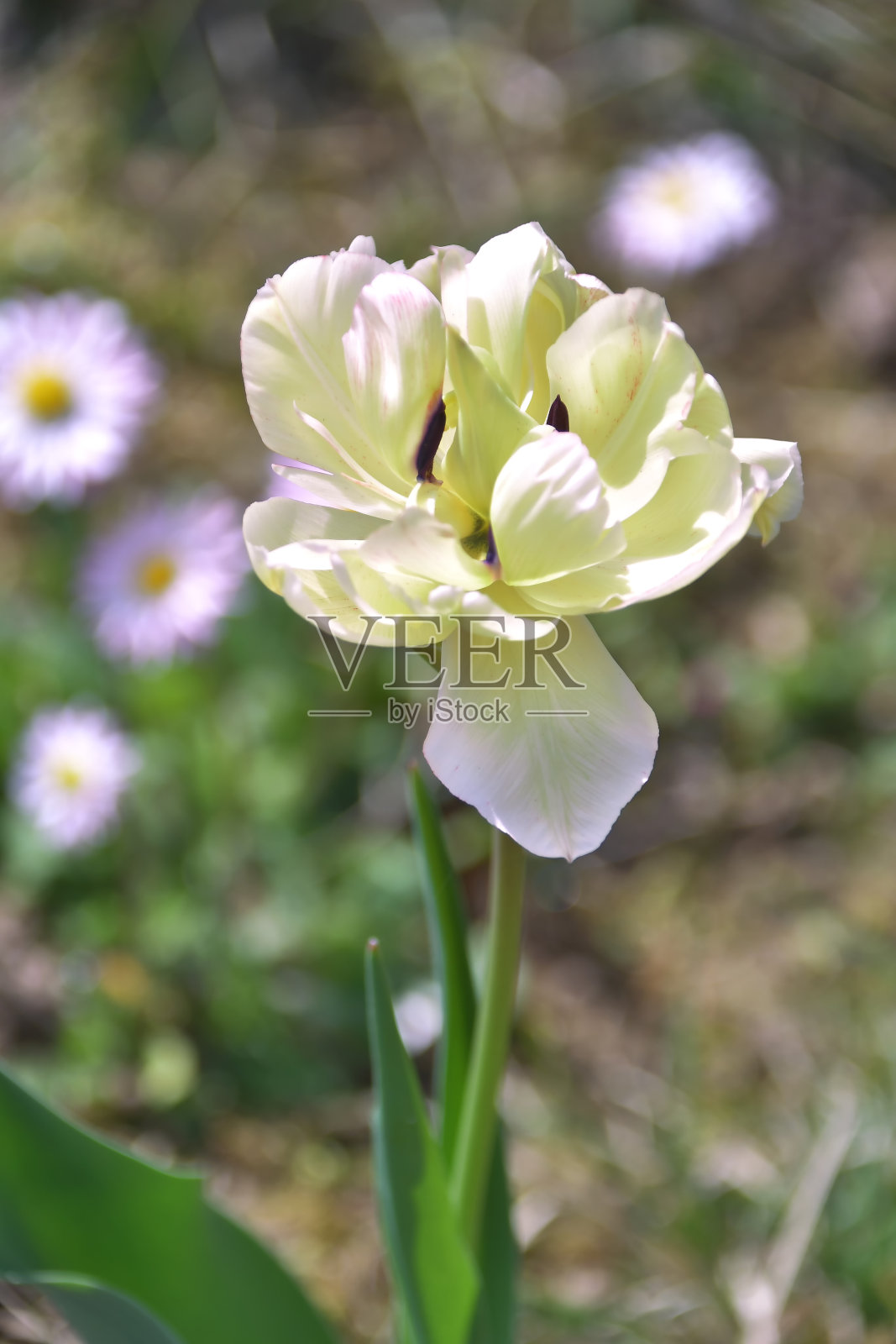 郁金香照片摄影图片