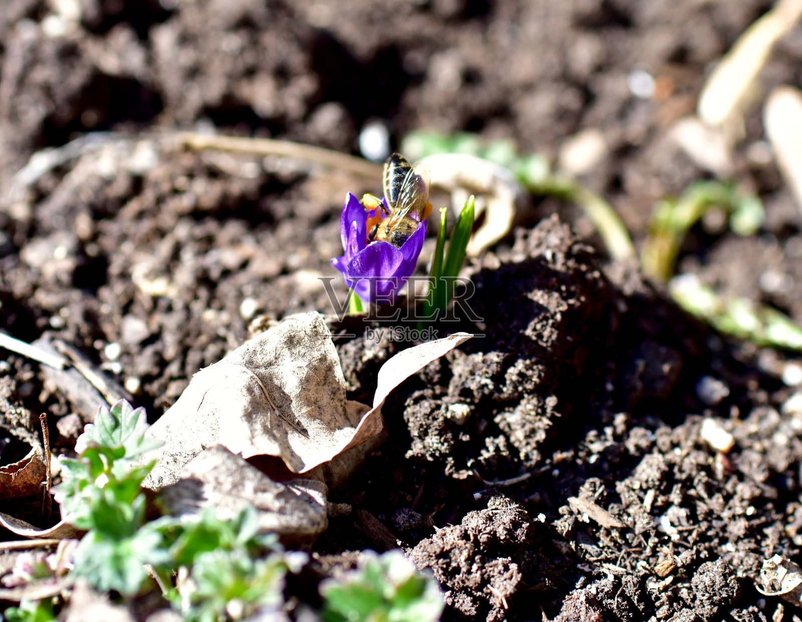 初春紫花番红花大草原照片摄影图片