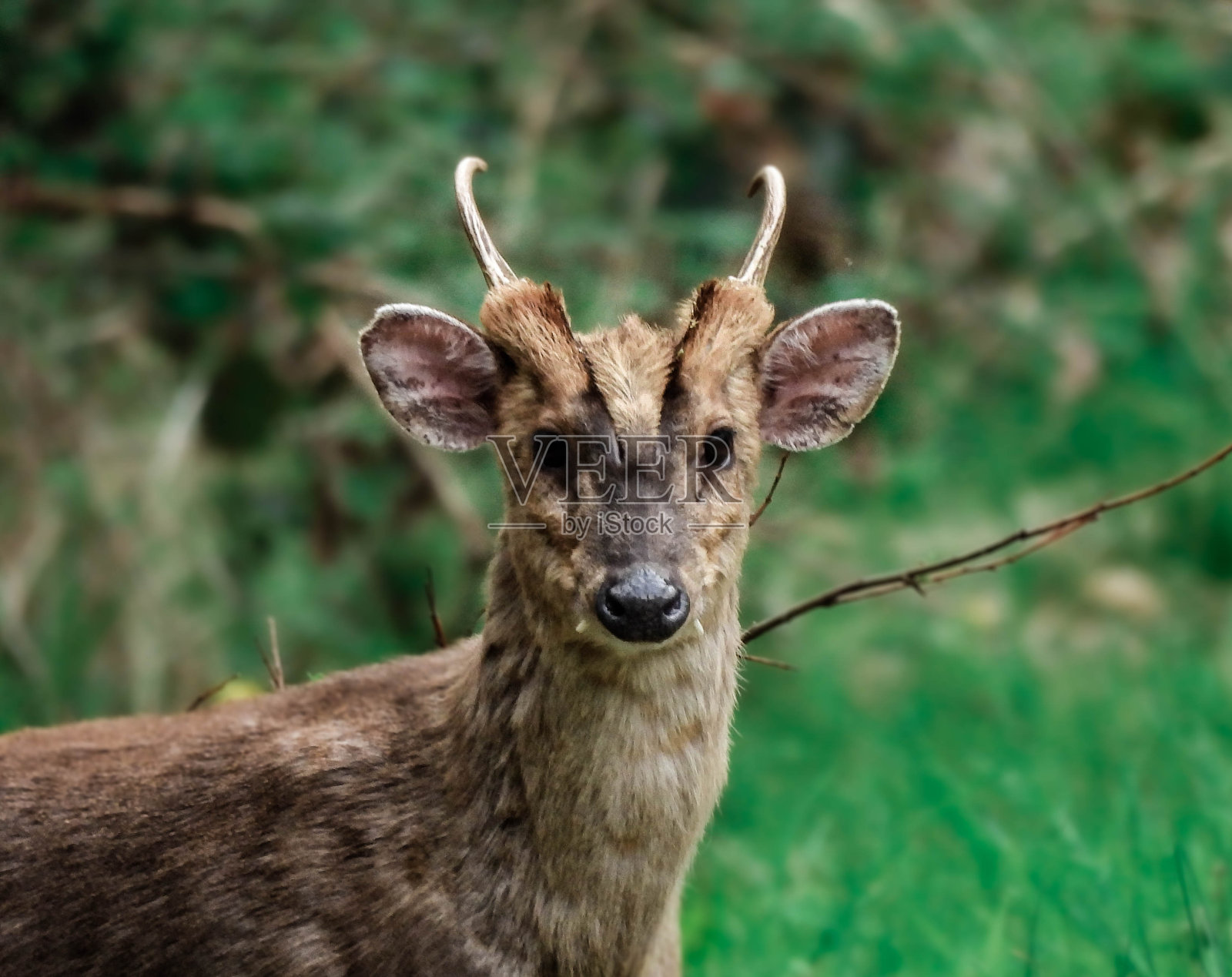 麂鹿新森林照片摄影图片