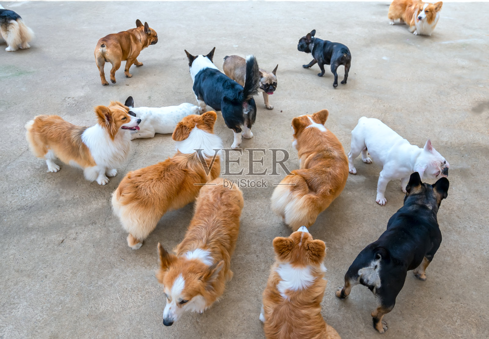 可爱的小狗在家养的宠物中玩耍照片摄影图片