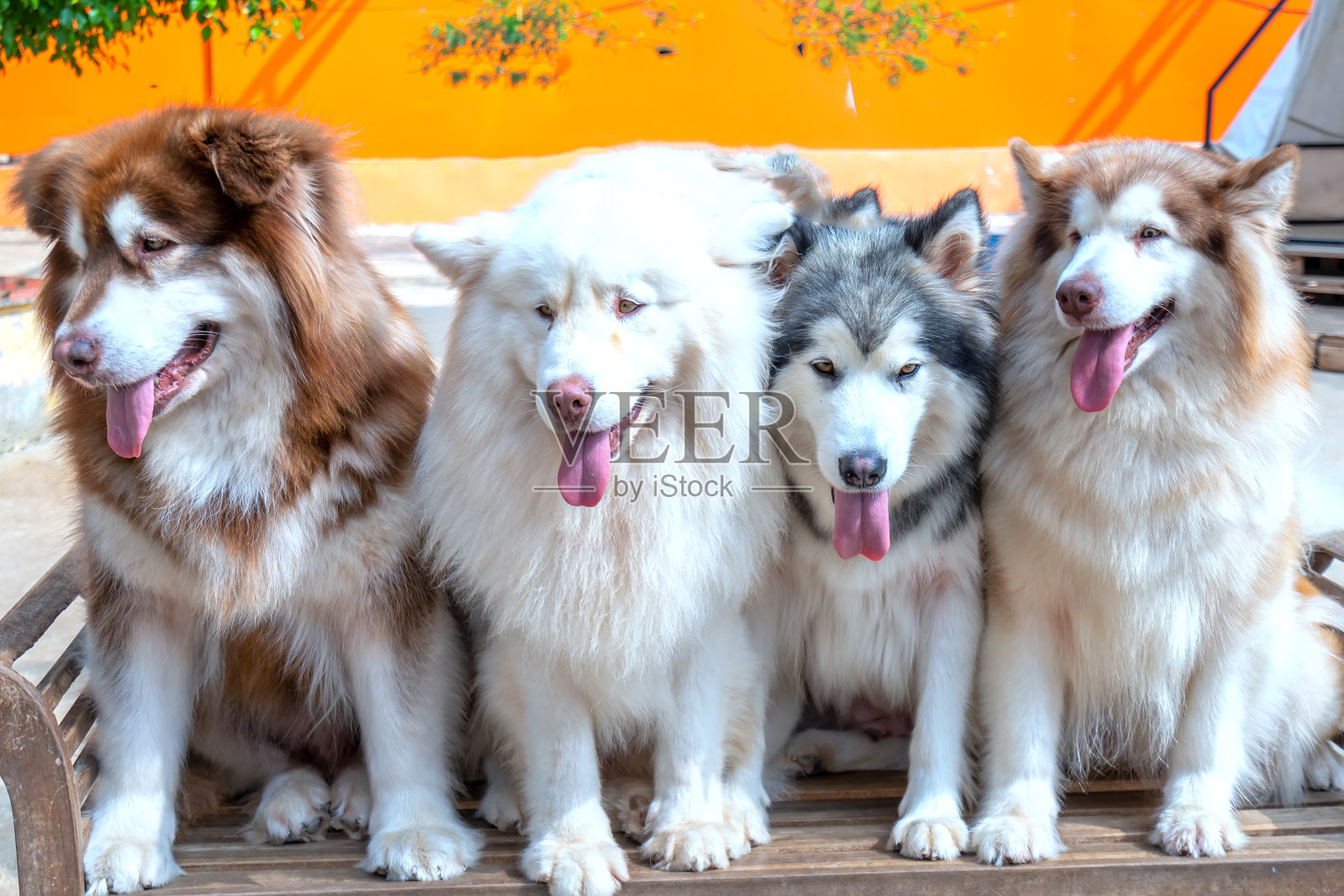 阿拉斯加和西伯利亚哈士奇狗在家养宠物的肖像。照片摄影图片