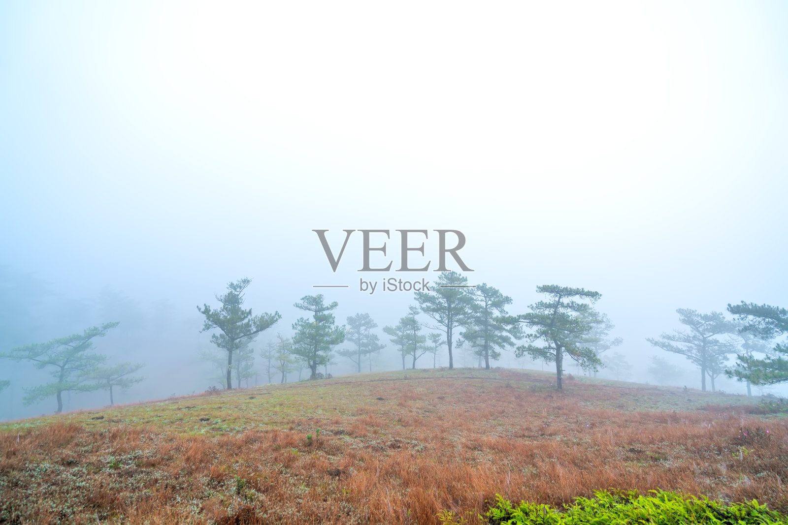 山上的松林景色笼罩着晨雾照片摄影图片