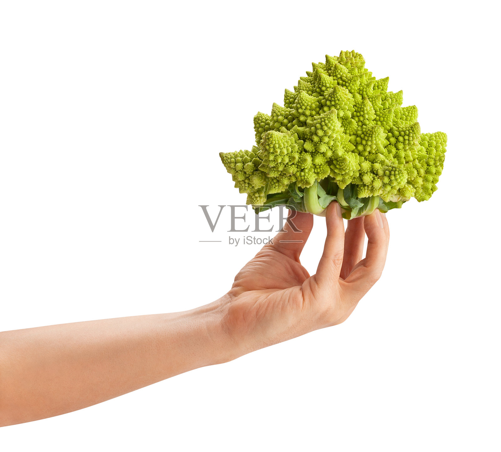 罗马斯科花椰菜照片摄影图片