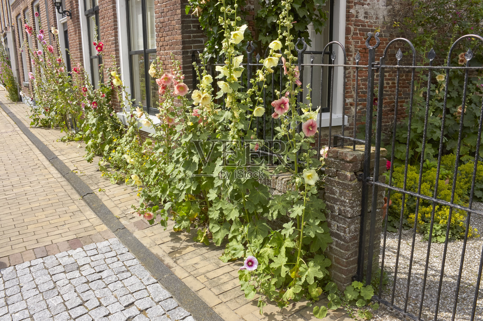 街上种着粉色和黄色的蜀葵照片摄影图片