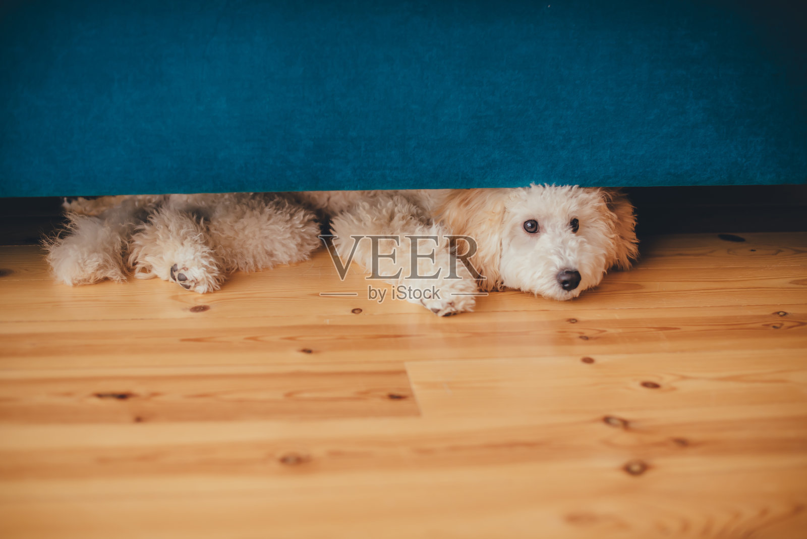 贵宾犬的狗照片摄影图片