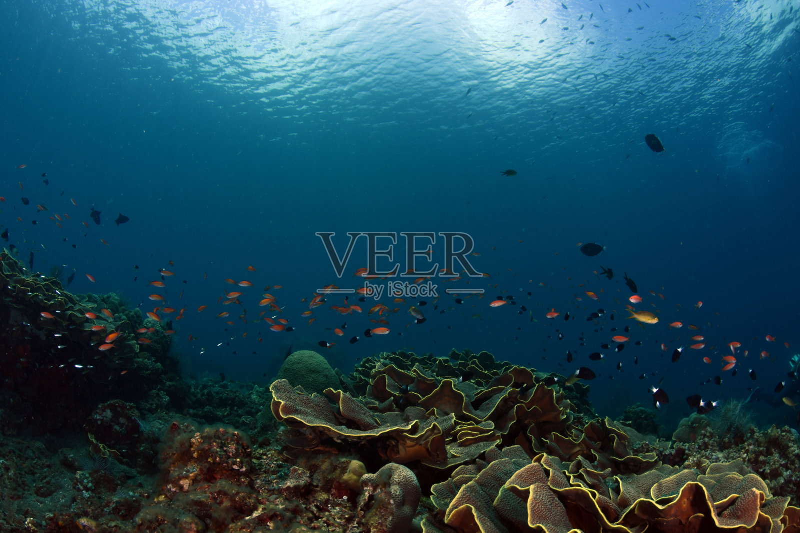 神奇的珊瑚礁。照片摄影图片