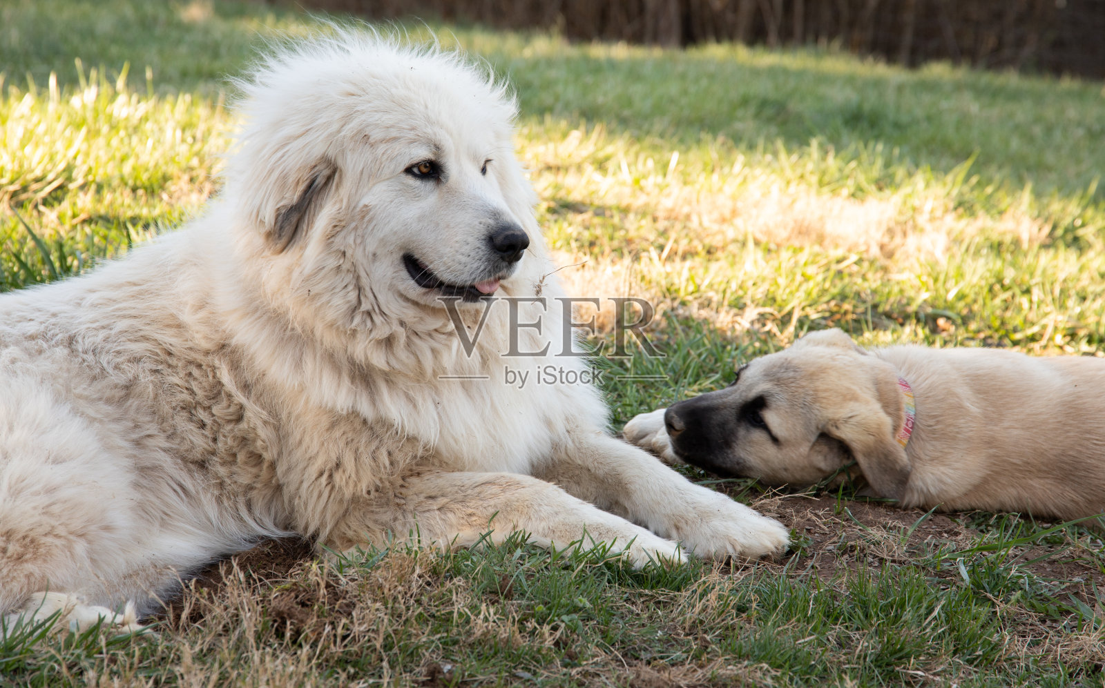 来吧，我们一起玩!照片摄影图片