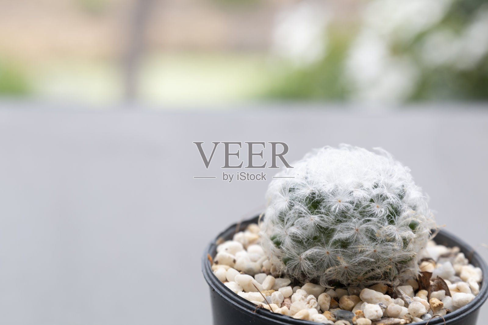 一组多肉植物，用石头装饰在花园托盘里。迷你仙人掌在陶罐在家庭花园。户外盆栽中的小仙人掌。照片摄影图片